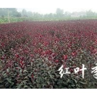 青州红叶李