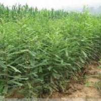 核桃苗 葡萄苗 国槐苗 花椒苗 桃树苗 皂角苗