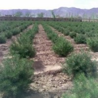 白皮松小苗 华山松小苗 侧柏小苗 油松小苗