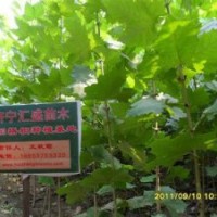 处理河南法桐苗速生法桐小苗