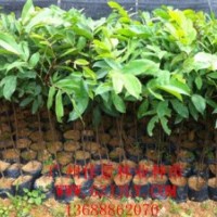 仪花营养苗仪花小袋苗供应仪花价格优惠