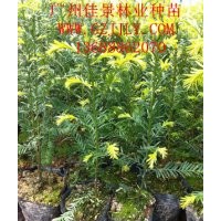 红豆杉种苗红豆杉营养苗红豆杉种子，首选广州佳景林业种苗苗圃