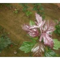 北美海棠：皇家雨点,红巴伦,红依主教