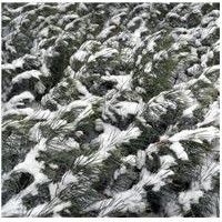 供应1-3年小苗雪松