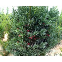 供应曼地亚红豆杉