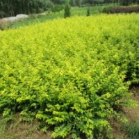 金叶女贞小苗 红叶小檗小苗 紫叶小檗小苗