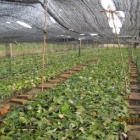 供应美国红枫——秋日梦幻