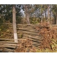 特价供应1-3公分速生法桐苗、国槐苗、白腊苗、北栾苗