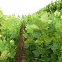 特价供应3-20公分速生法桐、造型法桐、1-3年帽