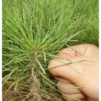 供应核桃苗 国槐 国槐籽 白皮松籽 花椒苗 皂角 核桃苗,白皮松,国