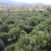 供应白皮松 白皮松占地苗 白皮松工程苗