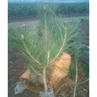 黑松、黑松苗、黑松苗木、黑松小苗、黑松大苗、黑松工程苗