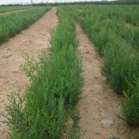 出售山西侧柏苗，占地侧柏苗 大田侧柏苗