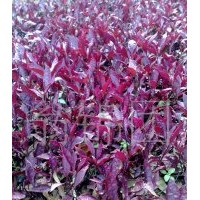 低价出售苗木红贵妃，红草十万株