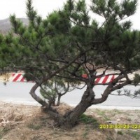 泰山景松 樱花 紫叶李 木槿 西府海棠