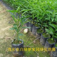 供应鹅肾木,鹅山木,和顺木小苗