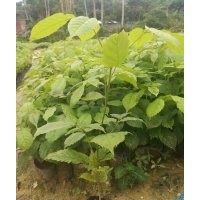 紫花风铃木，紫花风铃木苗，紫花风铃小苗