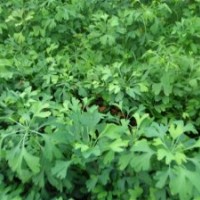 2013年优质银杏苗销售