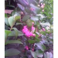 十堰三丰苗木基地直销紫薇苗