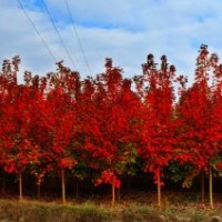 山东临沂美国红枫种植基地，优质美国红枫小苗，临沂美国红枫供应