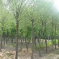 山西苗圃国槐价格哪里便宜山西运城国槐价格