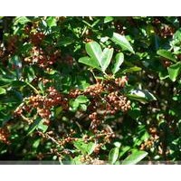 出售山西花椒苗花椒苗价格花椒苗图片