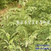 季节供应柳杉苗