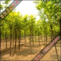 金叶榆嫁接 城市绿化