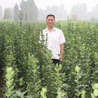 供应木槿小苗，国槐小苗，白蜡小苗，五角枫小苗，楸树小苗