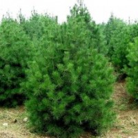 供应白皮松,华山松,樱花苗