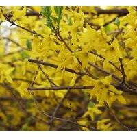 河北连翘小苗成活率高