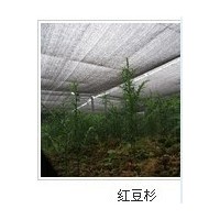 供应红豆杉，桂花树，罗汉松