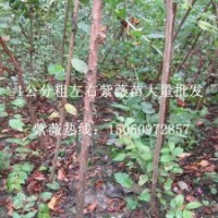 花木之乡专业批发1公分粗紫薇苗紫薇花苗百日红树包成活发货