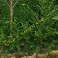 江西红豆杉小苗 南方红豆杉杯苗