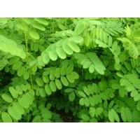 供应1-2年刺槐苗、优惠价格供应