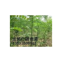 国槐小苗出售、一年生国槐小苗低价供应