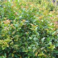 红皮榕小苗批发