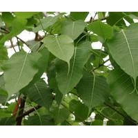 菩提树小苗批发