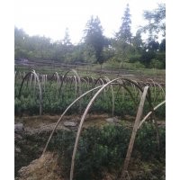 湖南供曼地亚红豆杉