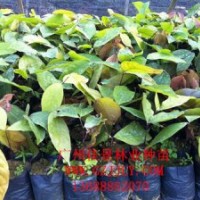 无忧树批发商供应优质无忧树营养苗无忧树种子量大从优