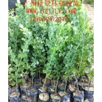 银叶金合欢营养苗银叶金合欢小袋苗银叶金合欢种子供应商，优惠中