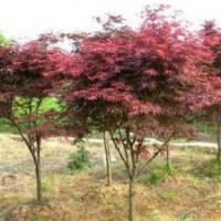 0.8-1米高嫁接红枫苗大量批发货源充足庭院最美观赏彩叶树