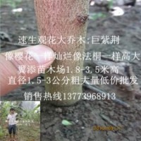 巨紫荆树苗为什么很值钱仅仅是因为长的快吗