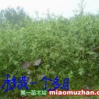 江苏徐州供应优质竹柳苗杨树苗