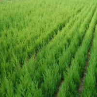 大量供应蜀桧、龙柏、