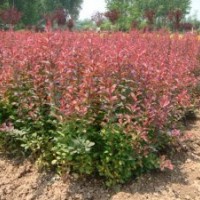 红叶小檗小苗，湖南红叶小檗价格