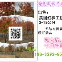 美国红枫 美国红枫成品苗 美国红枫工程树