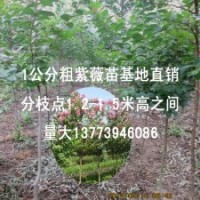 1-2公分粗紫薇基地直销量大送货上门百日红工程苗