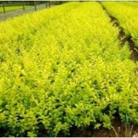 运城金叶女贞苗