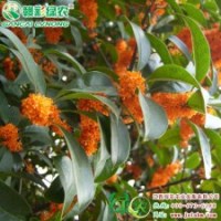 丹 桂 园林一绝 桂花小苗 花香扑鼻|江西绿农发展有限公司供应